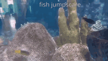 Fish Jumpscare GIF - Fish Jumpscare Aquarium GIFs
