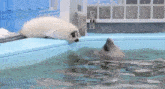 two seals are swimming in a pool and one of them is looking at the other .