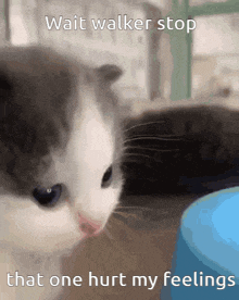 a gray and white cat looking at a blue bowl with the caption wait walker stop that one hurt my feelings