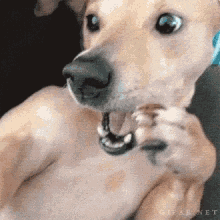 Dog Omg GIF - Dog Omg Sneezing GIFs