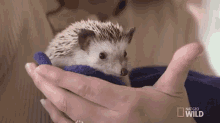 Hedgehog In A Hand. GIF - Nat Geo Nat Geo Gi Fs Dr Kgi Fs GIFs
