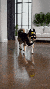a dog wearing a dea hat and sunglasses stands in a living room
