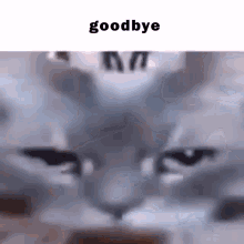 goodbye cat cute meme brekkerpoggers