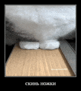 a picture of a cat 's paws on a wooden surface with the caption skinb hojki