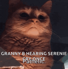 a close up of a cat with the caption " ranny b hearing serenie cry once pathetic "