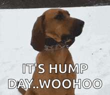 a brown dog is sitting in the snow with the words `` it 's hump day . woohoo '' .