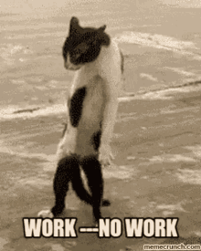Cat Work GIF - Cat Work No Work GIFs