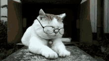 Cat Remove GIF - Cat Remove Work GIFs