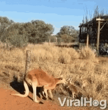 Kangaroo Australia GIF - Kangaroo Australia Mother GIFs