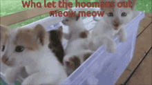 Who Let The Hoomans Out Meow Kitten GIF - Who Let The Hoomans Out Meow Kitten Cute GIFs