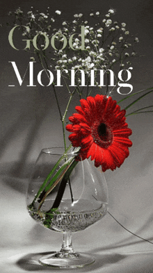 Good Morning Flower Gif GIF - Good Morning Flower Gif GIFs