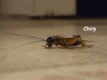Crickets Chirping GIF - Crickets Chirping GIFs