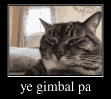 Ye Gimbal Pa Cat Stare GIF - Ye Gimbal Pa Cat Stare Bruh Moment GIFs