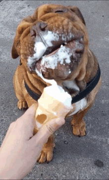 dog ice cream