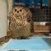Owl Cute GIF - Owl Cute Wings GIFs