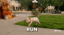 Run GIF - Running Pig GIFs