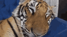 Sleeping With Tiger Tiger Time GIF - Sleeping With Tiger Tiger Time Cute GIFs