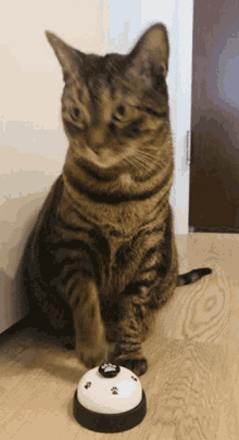Discord Cat Cat Bell GIF