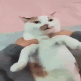 a person is holding a white cat that looks like it is making a face