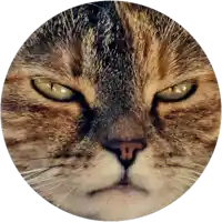 a closeup of a cat 's face in a circle