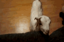 a small white goat standing on a person 's leg