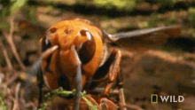 Here I Come National Honey Bee Day GIF - Here I Come National Honey Bee Day The Murder Hornet GIFs