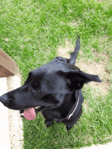 a black dog with its tongue hanging out looking up at the camera