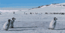 a group of penguins standing in a snowy field with a mountain in the background