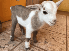 Nigerian Baby Goat GIF