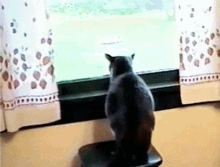 Kitty Meets A Bear GIF - Animals Funny Cat GIFs