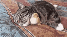 Perfect Nap Spot GIF - Cat Chick Nap GIFs