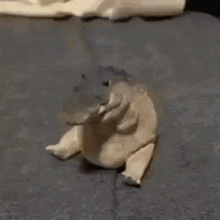 a hippopotamus wearing a crown is sitting on the floor .