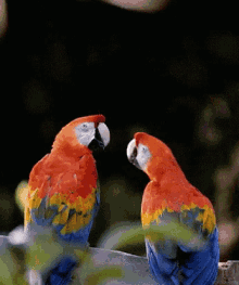 Parrots Kiss GIF - Parrots Kiss Birds GIFs