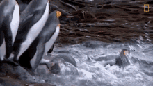 Jump Into The Water National Geographic GIF - Jump Into The Water National Geographic Penguins GIFs