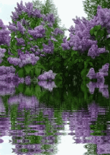 Birthday Lilacs GIF - Birthday Lilacs GIFs