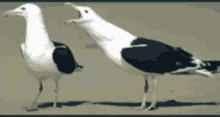 Yap Seagull GIF - Yap Seagull GIFs
