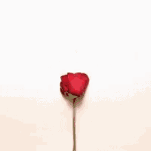 Rose To GIF - Rose To Heart GIFs