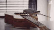 Play Freebird Ukulele GIF - Play Freebird Ukulele Bird GIFs