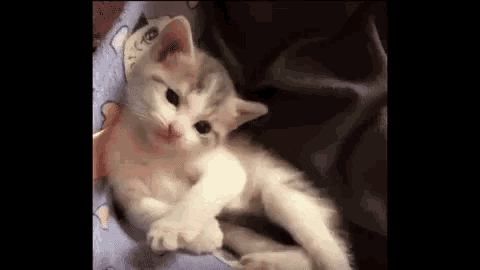 GIF #Cats #Heart #Repost #Derp #Melt #Leg #Bite, 1163422B – My r/CATS favs