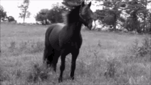 Horse Grazing GIF