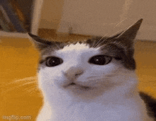 Cat Confused GIF