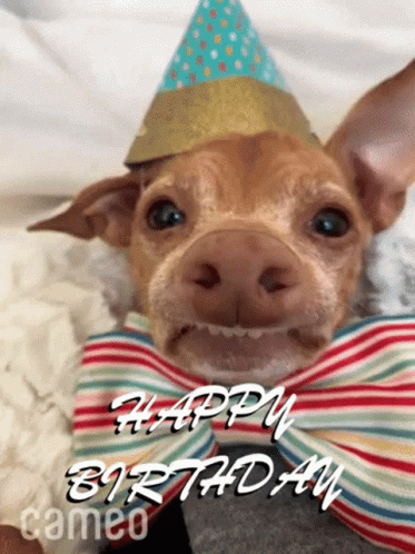 Happy Birthday Images With Dogs GIFs