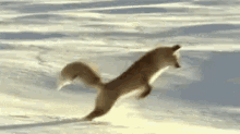 Fox Funny Animals GIF - Fox Funny Animals Wild Life GIFs