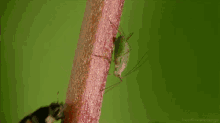 Insects From Http://Headlikeanorange.Tumblr.Com/ GIF - Bugs Ladybug Insect GIFs