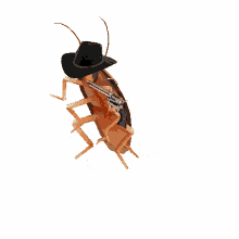 cockroach vegas