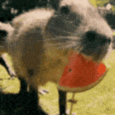 Capybaraeatingwatermelon GIF
