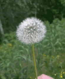 Dandelion Fly GIF - Dandelion Fly Make A Wish GIFs