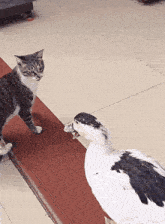 a cat standing next to a duck on a tile floor