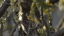 blending in owls have superior senses camouflage barred owl little owl