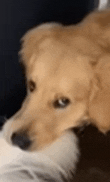 a close up of a dog biting a cat 's nose .